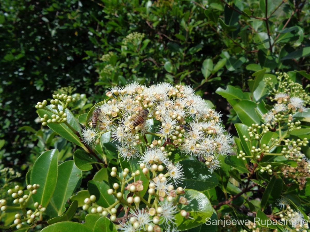 Syzygium caryophyllatum (L.) Alston